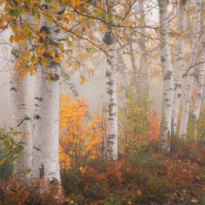 Birches in the Fog