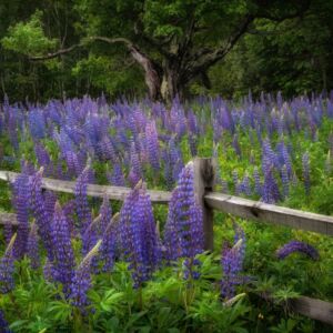 Dudley's Tree in Sugar Hill New Hampshire